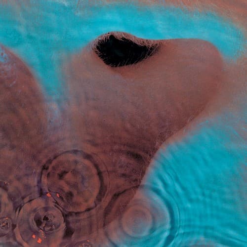 Capa de Meddle